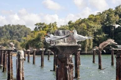 Santo Domingo: Visit Samana, Los Haitises Park, and Cayo Levantado Island — Guided tour and outdoor activity