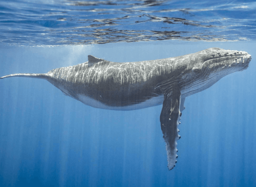 How Scientists Measure Humpback Whale Song Repetition Rates
