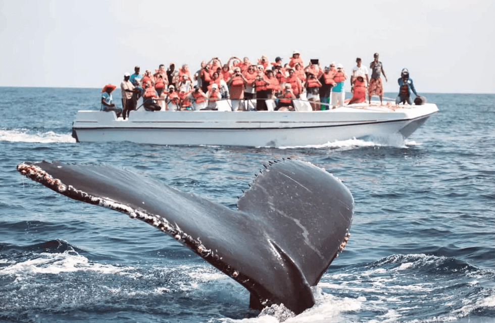 Samaná Whale Watching 2027: Ghid complet al vizitatorilor