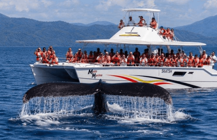 Samaná Whale Watching 2027: sezon, tururi și sfaturi