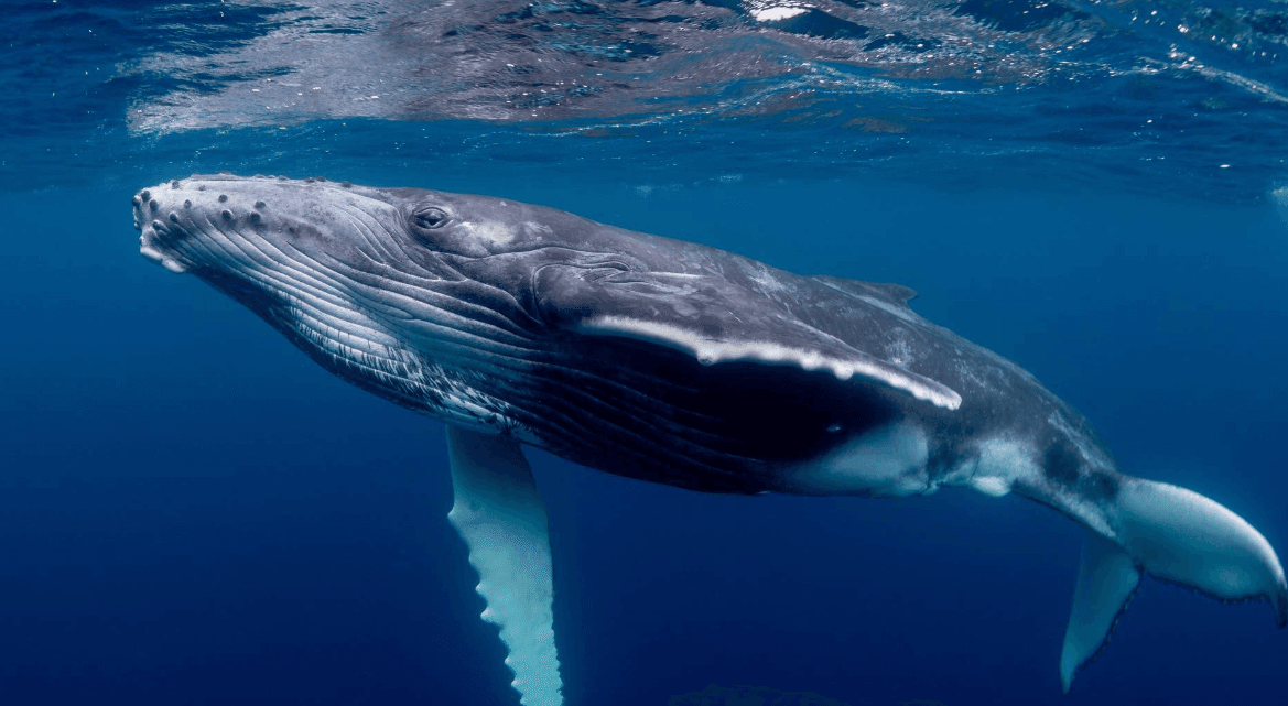 How Boats May Affect Humpback Whales in Samaná Bay