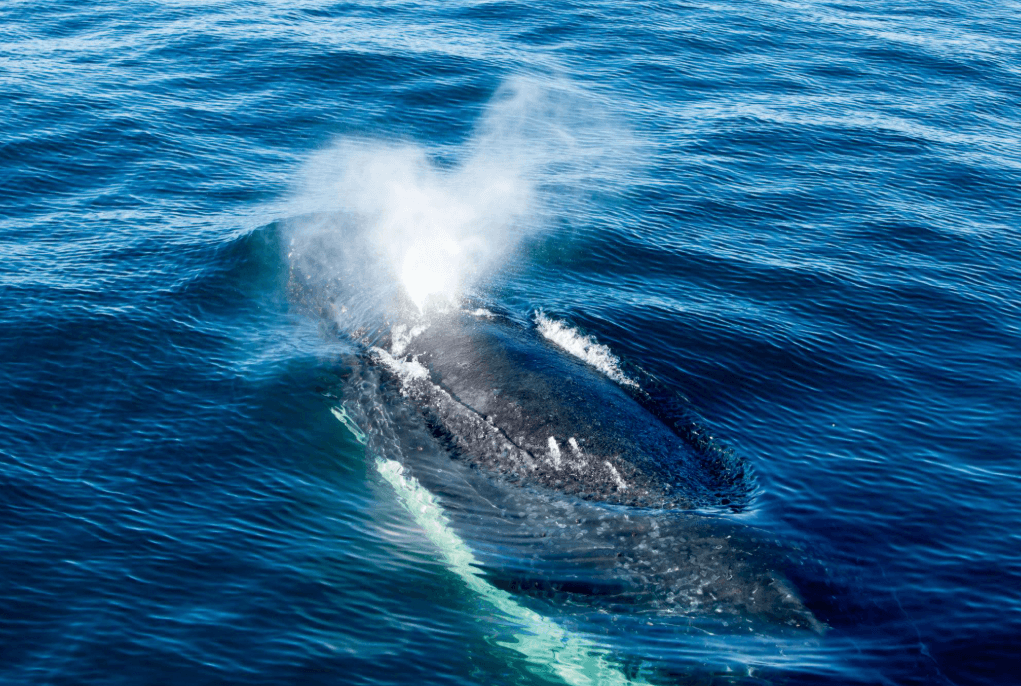 When Do Humpback Whales Arrive and Leave Samaná Bay?