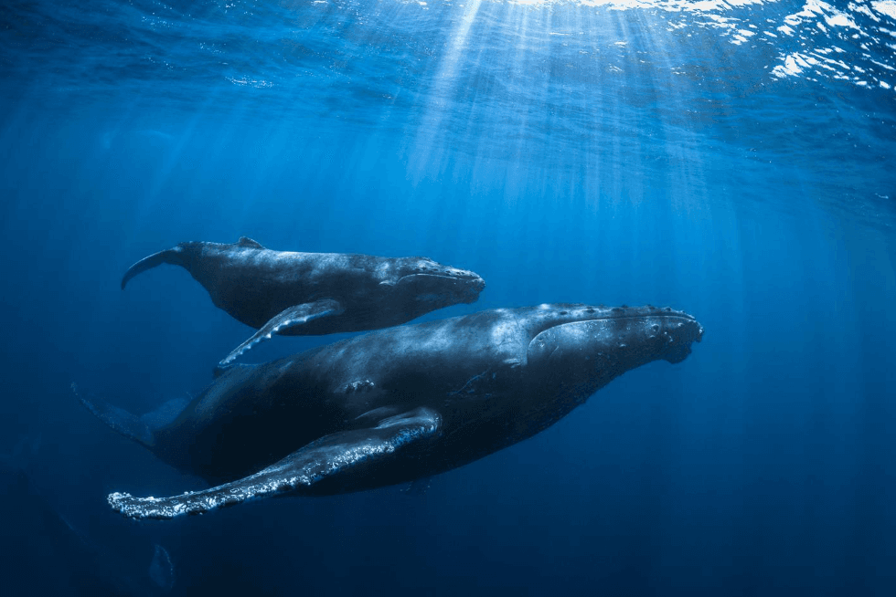 Why Do Humpback Whales Have Bumps on Their Heads?