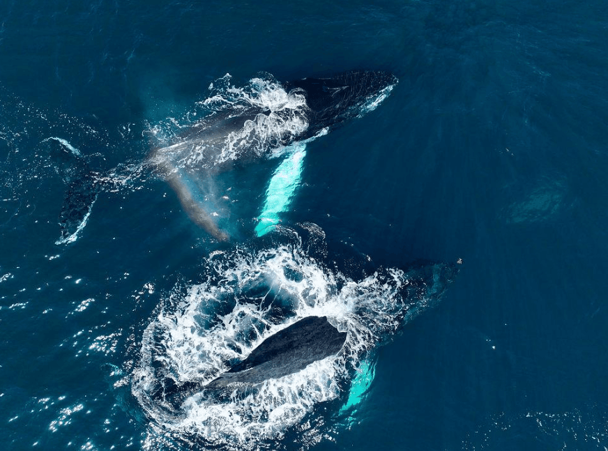 How to Photograph Humpback Whales in Samaná Responsibly