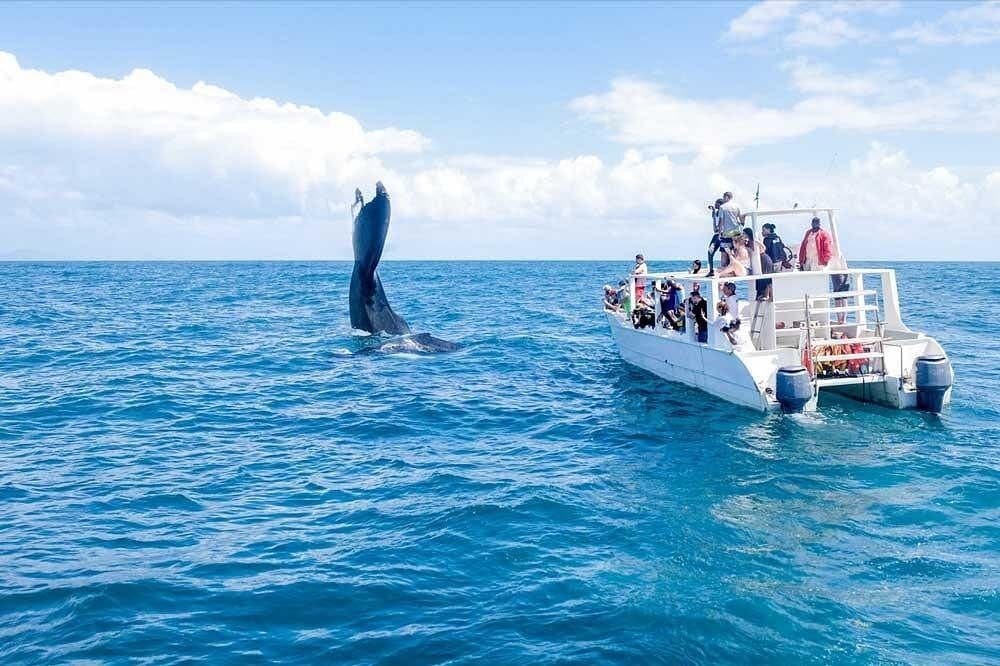 Samaná Whale Watching 2027: sezon și ghid turistic