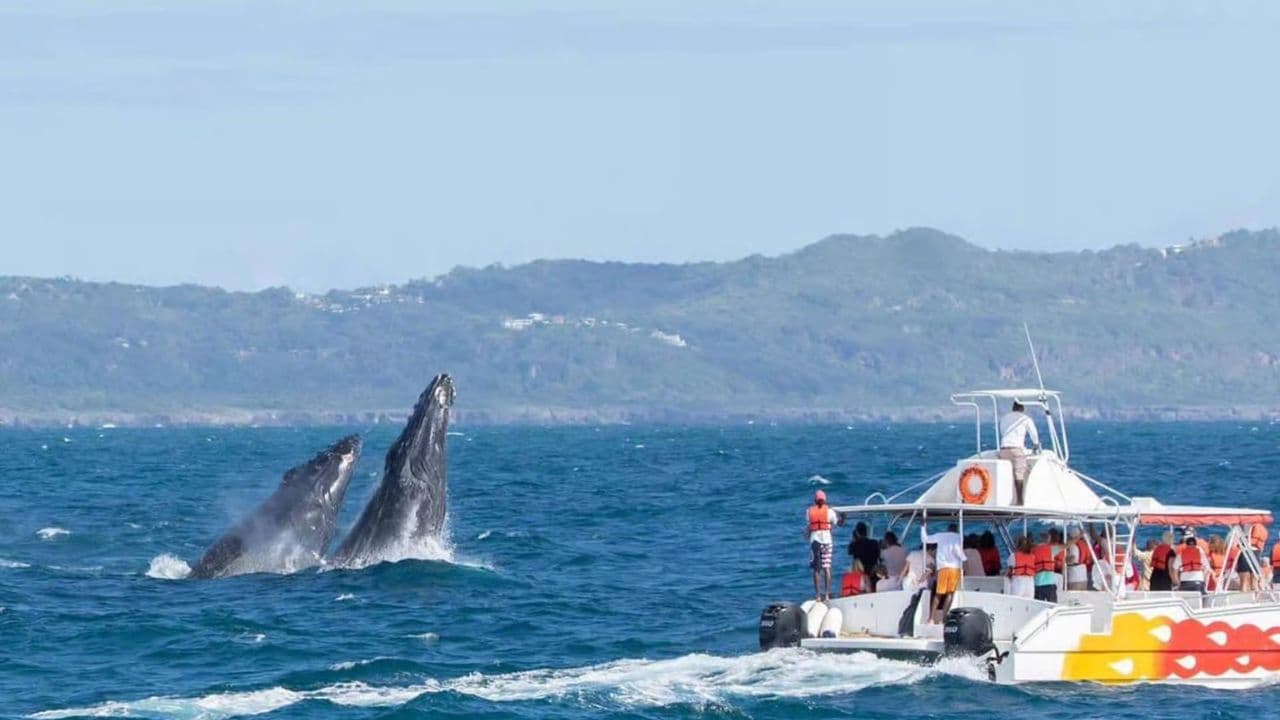 Whale Watching and Cayo Levantado Tour: A Perfect Tropical Getaway — Guided tour and outdoor activity