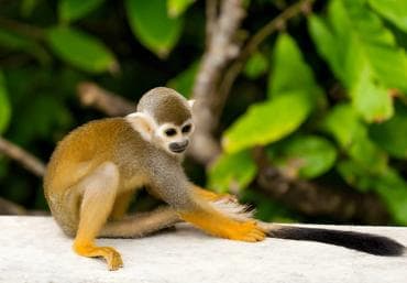 Butterfly Garden Plus Monkey Land v Puerto Plata — Guided tour and outdoor activity
