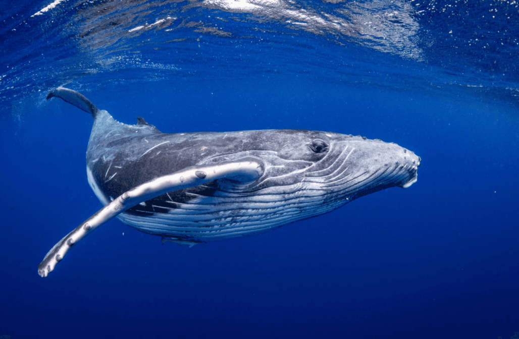 Comment les scientifiques identifient les baleines à bosse grâce aux douves de leur queue