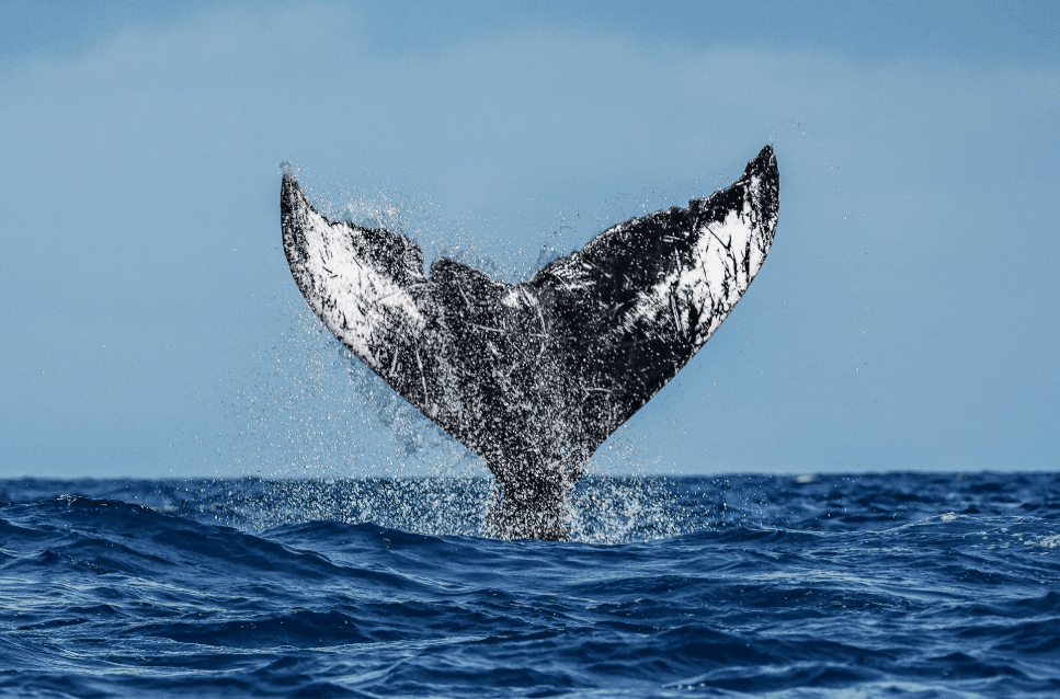 Samaná vs. Miches Whale Watching: diferențe cheie