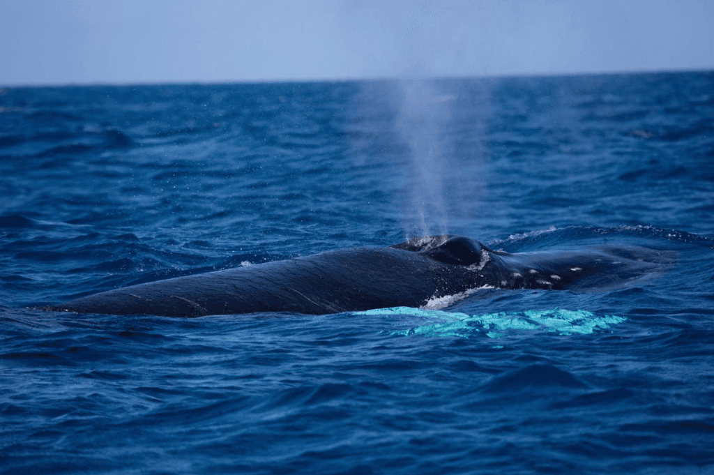 Comment les scientifiques suivent la direction de nage des baleines dans la baie de Samaná