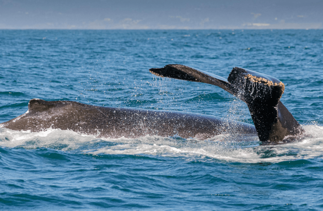 Comment les scientifiques mesurent la distance des baleines dans la baie de Samaná