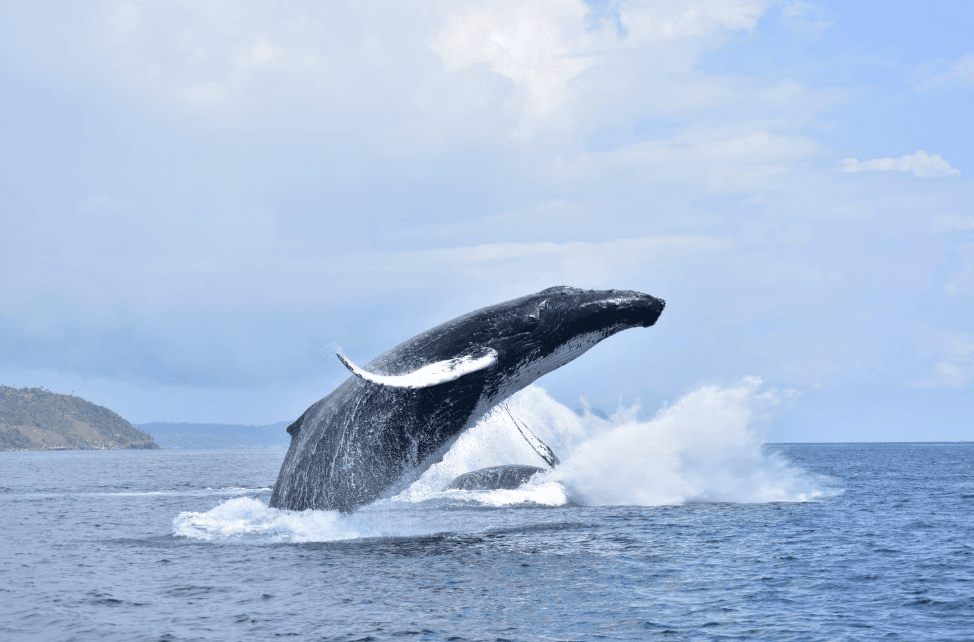 Samaná Whale-Watching Prețuri 2027: costuri și buget