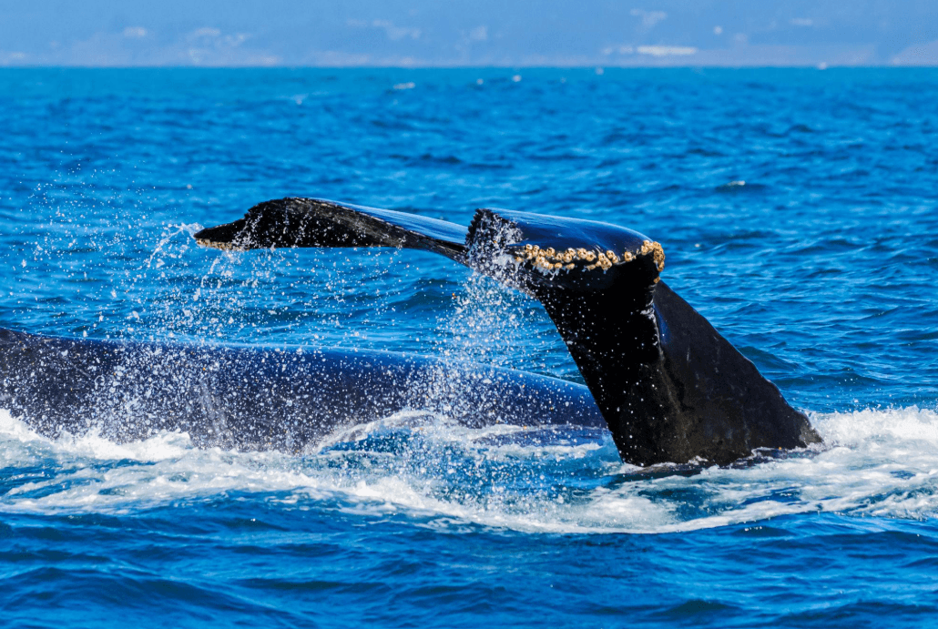 Comment le bruit des bateaux affecte la communication des baleines dans la baie de Samaná