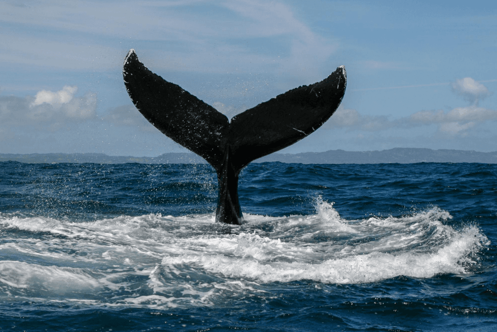 Samaná Whale Watching Cu copii: Ghid pentru familie 2027