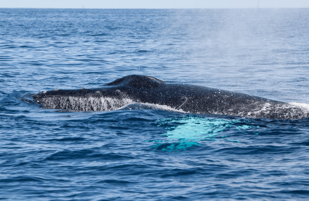 Comment les scientifiques étudient les cris des baleines dans la baie de Samaná