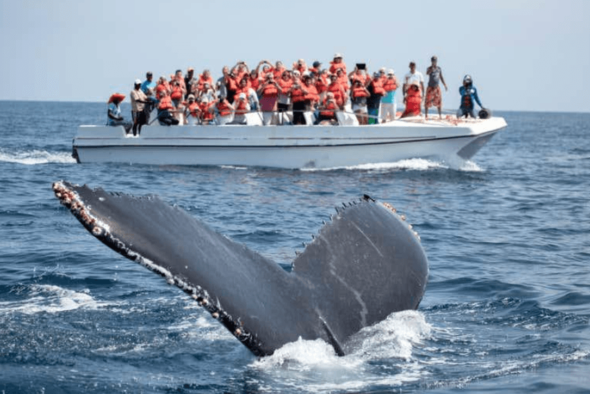 Samaná Whale Watching 2027: Sfaturi pentru călătoria dvs