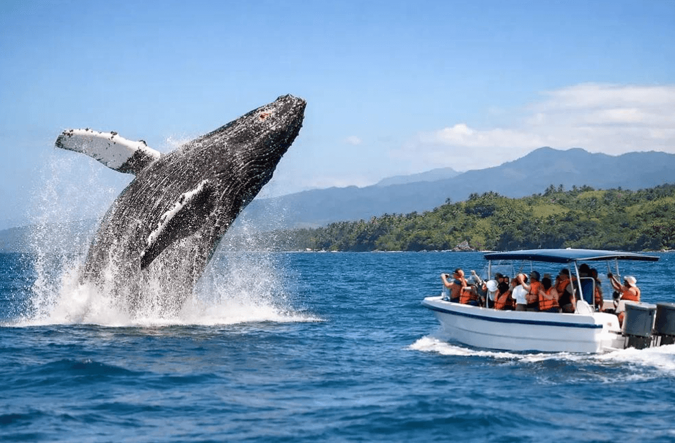 Samaná Whale Watching 2027: Ghid de călătorie complet