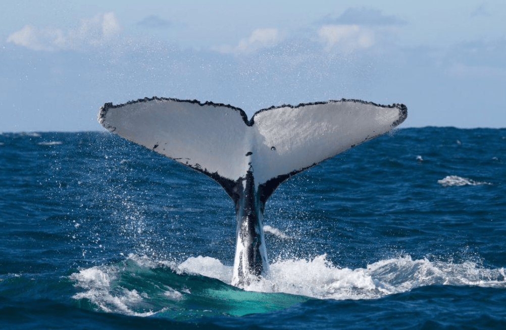 Comment les scientifiques estiment l’âge des baleineaux à bosse à Samaná