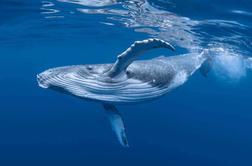 De ce arată oceanul argintiu în timpul observării balenelor în golful Samaná?