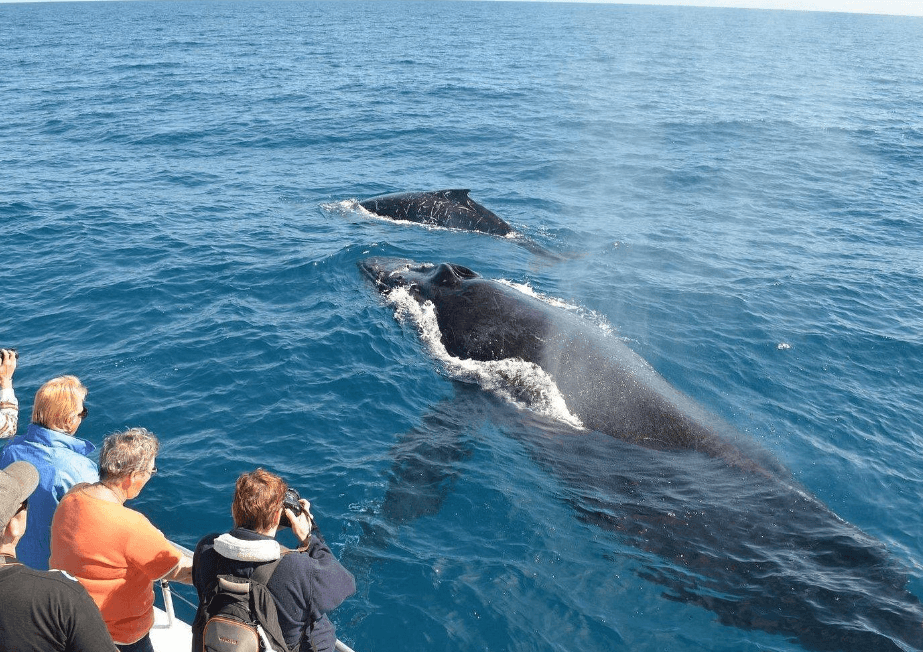 Schimbările climatice și migrația balenei cu cocoașă: ce trebuie să știți