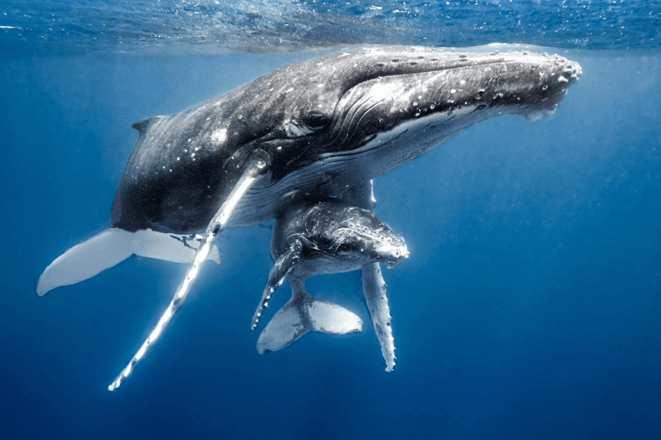 Où trouve-t-on les baleines à bosse dans la baie de Samaná à différents moments de la journée ?
