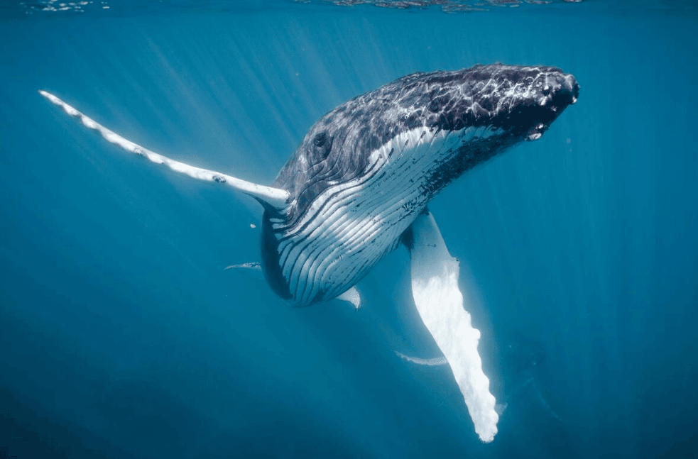 Les baleines à bosse préfèrent-elles certaines profondeurs d’eau dans la baie de Samaná ?