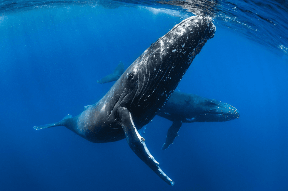 Why Do Humpback Whales Have Such Long Pectoral Fins?