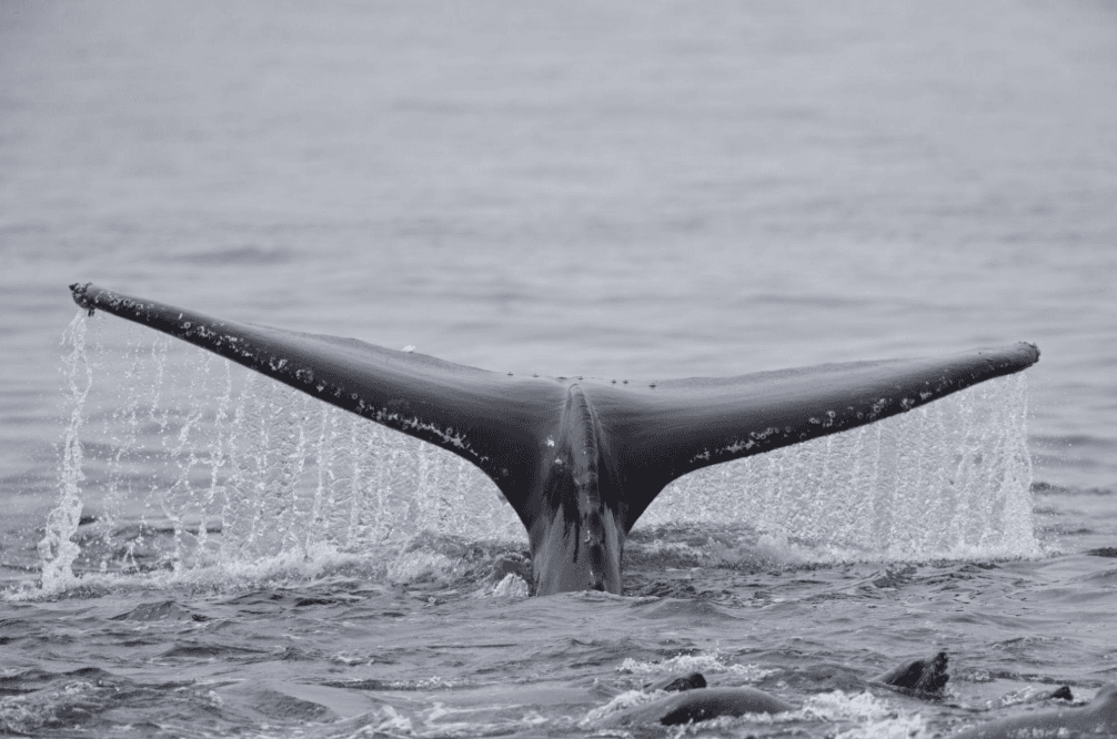 Why Do Humpback Whales Have Such Long Pectoral Fins?