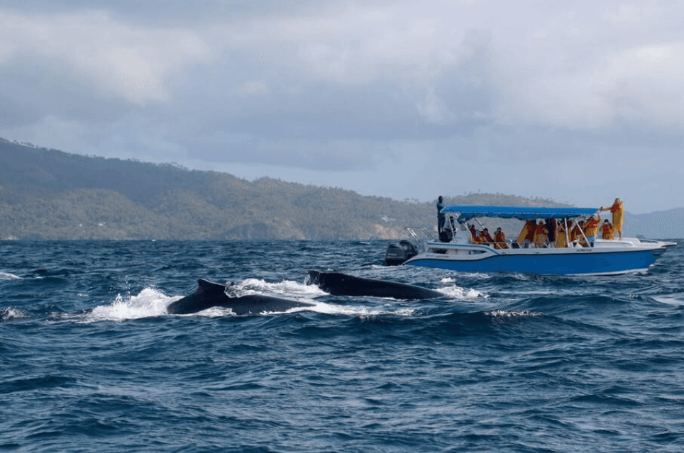 How Humpback Whale Calves Learn to Swim and Dive