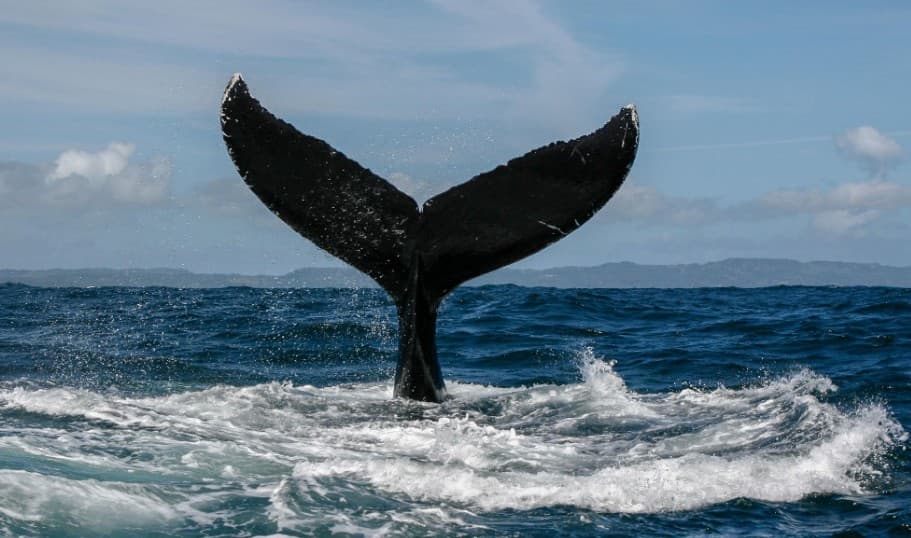 Samaná Whale Watching 2027: Tururi și ghid pentru vizitatori