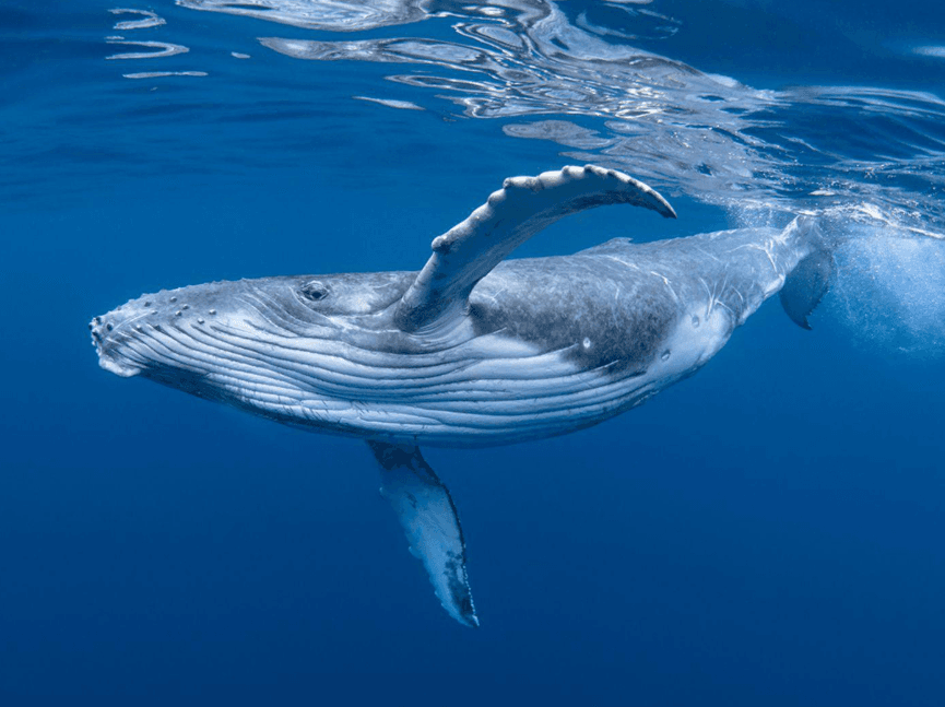 Why Do Humpback Whales Show Their Bellies in Samaná Bay?