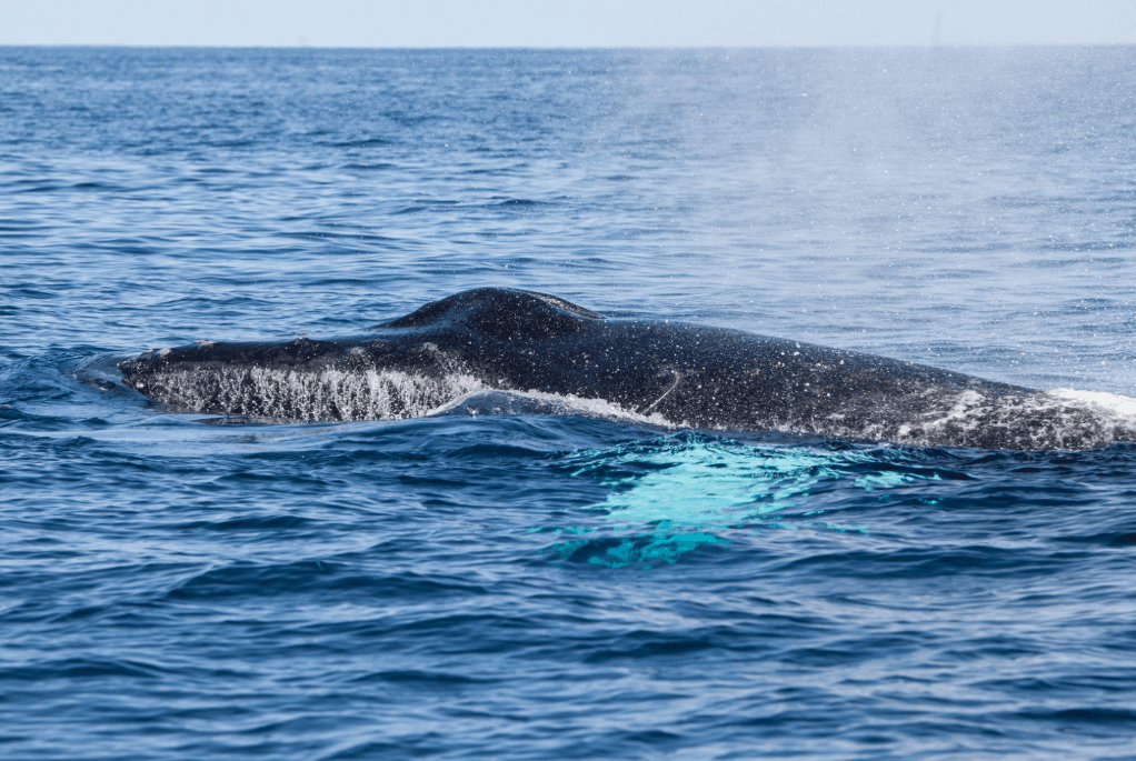 Why Humpback Whales Surface at Different Angles