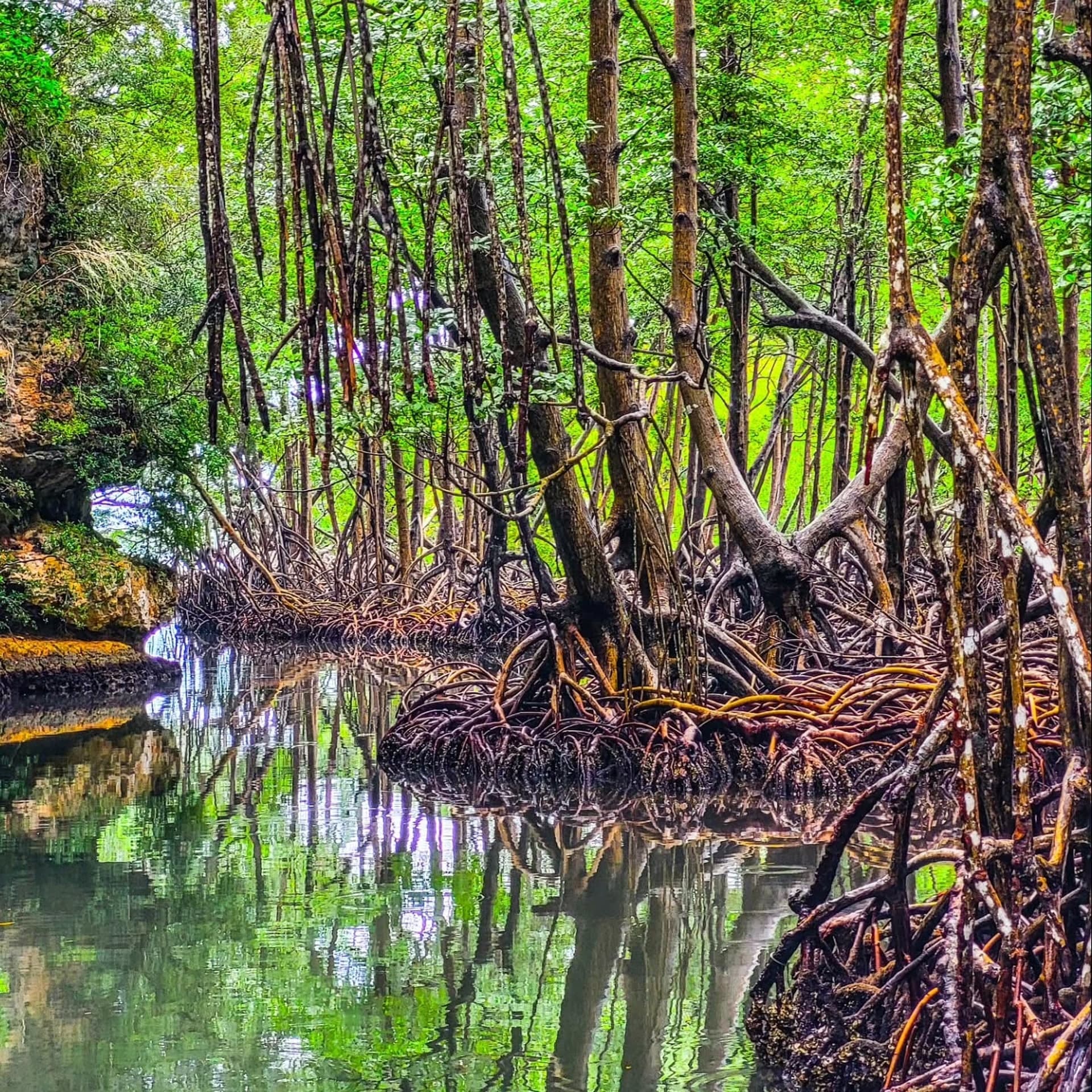 Mangrove Los Haitises: excursii cu animale sălbatice, caiac și cu barca