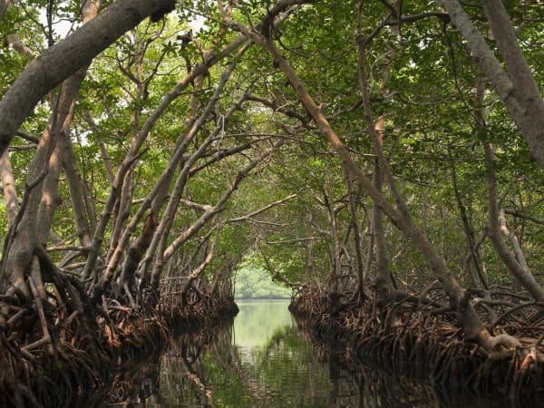 Los Haitises National Park + Lunch at Caño Hondo from Sabana de la Mar