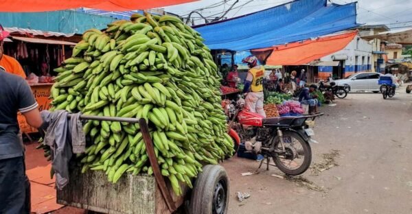 From Puerto Plata Priv: Cocoa, Coffee, Cigars & Local Market
